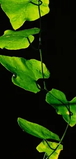 Green leaves on a dark background wallpaper.