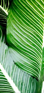 Green Leaf Natural Environment Live Wallpaper