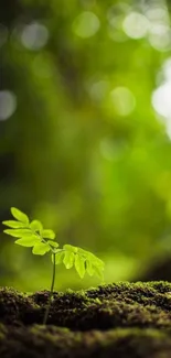 Green leafy sprout in lush forest setting.