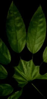 Dark green leaf on a black background for mobile wallpaper.