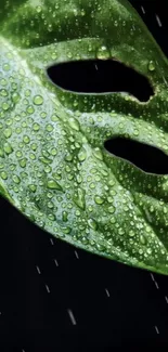 Green leaf with raindrops on a dark background wallpaper.