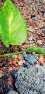 Green leaf on rocky ground background for mobile wallpaper.