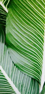 Close-up of a green leaf pattern for a calming phone wallpaper.