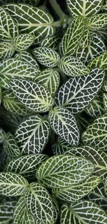 Green patterned leaves mobile wallpaper