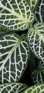 Green leaf pattern wallpaper with white vein details.