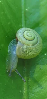 Close-up of a snail resting on a lush green leaf, showcasing nature's beauty.