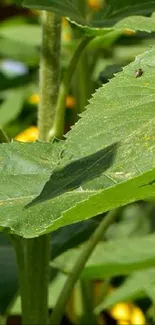 Close-up of a vibrant green leaf in sunlight with natural details.