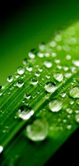 Close-up of a green leaf with sparkling dew drops.