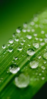 Close-up of a green leaf covered in fresh dew drops.