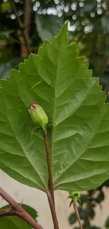 Close-up of green leaf with budding flower.