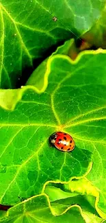 Ladybug on a vivid green leaf wallpaper.