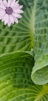 Close-up of a green leaf with a purple flower on a mobile wallpaper.