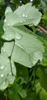 Close-up of a green leaf with raindrops on it, in a natural setting.