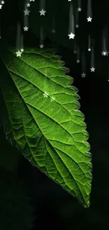 Green leaf with starry background mobile wallpaper.