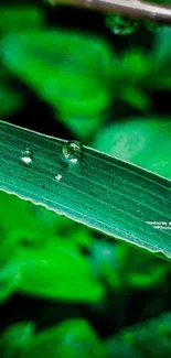 Close-up of a green leaf with water droplets and soft background focus.