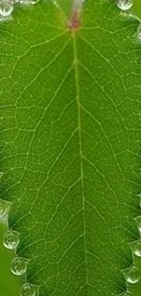 Green leaf with sparkling water droplets.