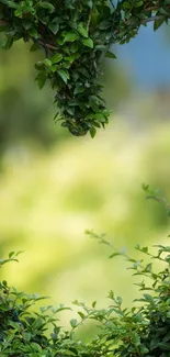 Mobile wallpaper featuring lush green leaves forming a natural frame.