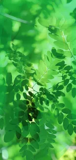 Green leafy wallpaper with vibrant foliage.