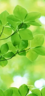 Lush green leaves in close-up with a peaceful nature background.