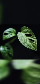 Green leafy plant on a dark background for mobile wallpaper.