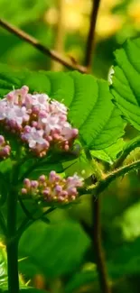 Vibrant green leaves with pink blossoms in nature.