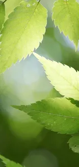 Close-up of vibrant green leaves against a blurred nature background.