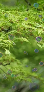 Green leaves with colorful bubbles floating.