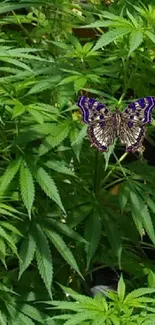 Green leaves with a butterfly in a natural setting mobile wallpaper.