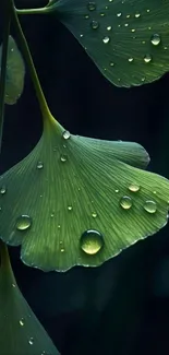 Green ginkgo leaves with raindrops on a dark background.