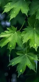 Close-up of green leaves with water droplets.