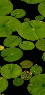 Green lily pads floating on a dark pond, creating a serene nature scene.