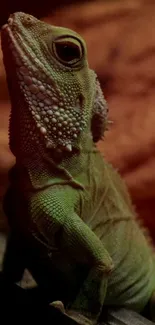 Close-up of a vibrant green lizard on rocky background.