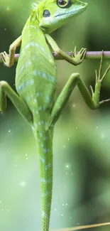 Close-up of a green lizard on a branch with a blurred natural background.