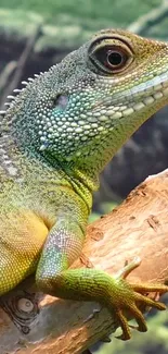 Vibrant green lizard resting on a branch, close-up shot.