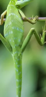 Green lizard perched on a branch with a blurred natural background.