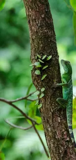 Green lizard on a tree branch in a lush forest setting.