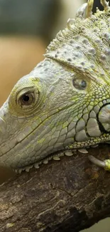 Green lizard resting on a tree branch, close-up view.