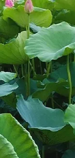 Mobile wallpaper with lush green lotus leaves.