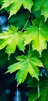 Green maple leaves with raindrops on a tree branch.