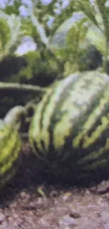 Green melons growing in a lush field with vibrant foliage.