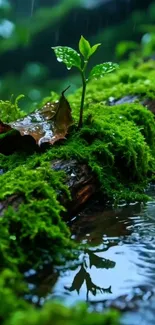 A lush green moss landscape with a sprouting leaf on a forest floor.