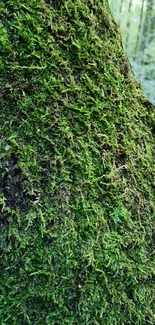 Green moss covering a tree trunk in a forest setting.