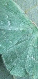 Green moth resting on a textured leaf.