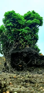 Lush green bonsai tree with earthy soil in vivid detail.