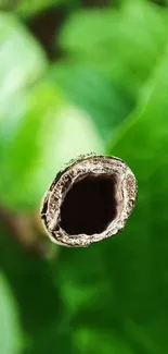 Close-up of a bamboo stem with green foliage background.