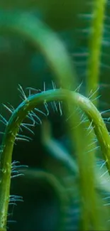 Close-up view of green plant stems with tiny thorns.