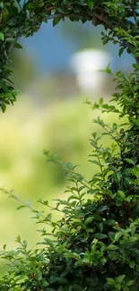 Heart-shaped lush green foliage wallpaper with blurred background.