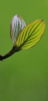 Close-up of a green leaf with a blurred background.