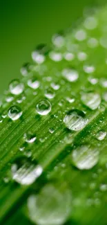 Close-up of a green leaf with water droplets for a fresh mobile wallpaper.