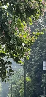 Green leaves overhanging railway path in tranquil nature.